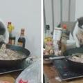貓咪偷熱鍋里的肉吃，叼起肉的瞬間，網友直呼：神操作！