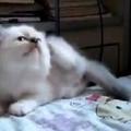 網友表示自己買了隻傻子貓，撓著撓著把自己撓下去了！