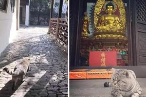 寺廟網紅貓咪被偷偷抱走，網友：這是強行讓貓咪還俗嗎？