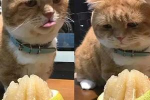 貓咪看到柚子就咽口水想下嘴，橘貓果然名不虛傳！