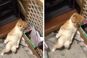 奶貓滿眼愁苦的站在貓砂盆裡，到底是發生什麼回事呢？
