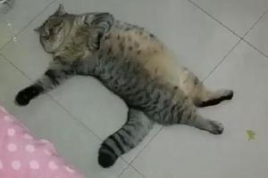 小胖貓四仰八叉的躺在地上，主人掃地也不讓，就沒見過這麼懶的貓！