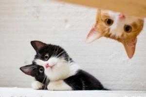 你知道為什麼貓咪喜歡打呼嚕嗎？
