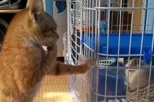貓咪望著籠子里的天竺鼠，不懷好意的在擦口水，彷彿看到牠一臉奸笑......
