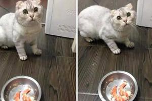 貓咪看到碗里多了兩隻蝦，突然變得驚恐慌張，樣子可憐巴巴，原來是因為...