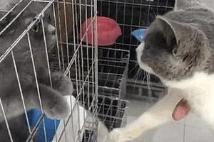 網友在寵物店看中一隻貓，準備帶走的時候，見證了貓咪間的深情！
