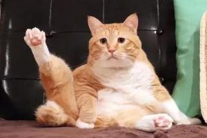 又肥又懶！日本這隻「天然喪」的大橘貓，總是滿臉寫著委屈！