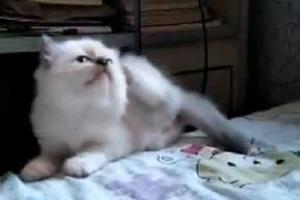 網友表示自己買了隻傻子貓，撓著撓著把自己撓下去了！