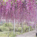 春天就要漫步在浪漫的紫色花海下 全台賞「紫藤花」景點總整理