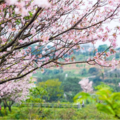 三芝餘萬株櫻花樹吸睛！讓你來場豐富春遊小旅行