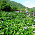 純白氣質、粉嫩浪漫，五色繡球花開了～台北大賞園