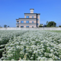 九月雪韭菜花季盛開中~大溪中新里韭菜花田，浪漫鄉間小路景，美麗