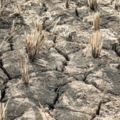 釀5千萬人死亡！ 科學家警告：19世紀大乾旱恐將重現