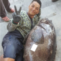 小魚8年多前莫拉克風災脫逃 今成72公斤龍膽石斑