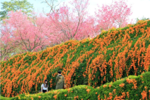 苗栗炮仗花季 | 銅鑼環保公園炮仗花橘色瀑布，夢幻櫻花隧道同步熱映！