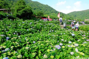 純白氣質、粉嫩浪漫，五色繡球花開了～台北大賞園