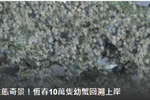 上萬隻蟹寶寶回溯岸上 難得景象曝光