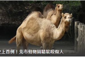 史上首例！北市動物園驚傳駱駝咬傷人