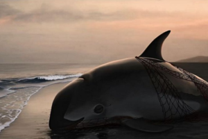 生態悲歌！稀有小海豚僅存「12隻」 明年恐滅絕