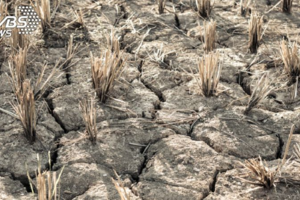 釀5千萬人死亡！ 科學家警告：19世紀大乾旱恐將重現