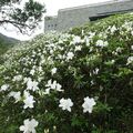 杜鵑花盛開 全台九成杜鵑花苗來自金山