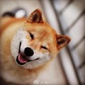 這個笑容太犯規！微笑柴犬喝水萌翻一票網友