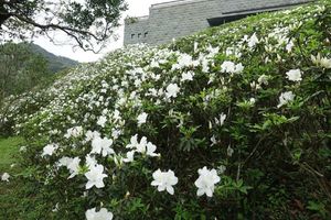 杜鵑花盛開 全台九成杜鵑花苗來自金山