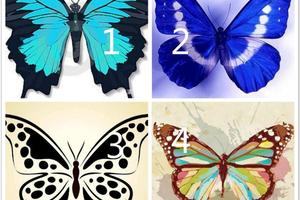 心理測試：哪一隻蝴蝶最美麗？測你天生的命運是怎樣的？真准