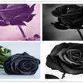 选1朵黑玫瑰，测前任有多后悔和你分手！ 