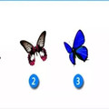 选一只蝴蝶，测试2018下半年的你招来什么好运？ 
