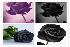 选1朵黑玫瑰，测前任有多后悔和你分手！ 