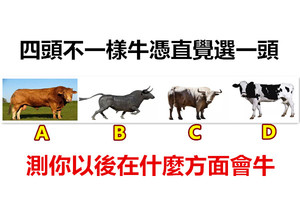 四头不一样牛，凭直觉选一头，测你以后在什么方面会牛