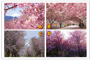 4个樱花场景你喜欢哪个？测你为啥还没遇见你另一半！ 