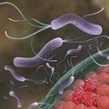 幽門螺桿菌最怕的4種食物，每天堅持吃，腸胃不難受
