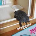 網友：我家烏龜又下蛋，太多顆…只好煎來吃了！