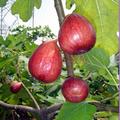 陽台種無花果盆栽，兩月就能收穫柔軟味甜的果實！