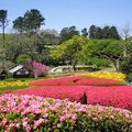 夢幻美景連當地人都讚嘆 日本春日五大絕景