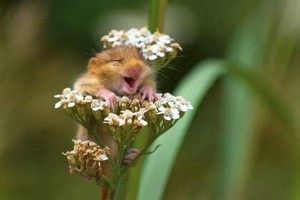 搞笑野生動物攝影獎得獎名單出爐 看了讓你笑不停 