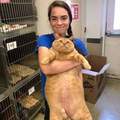 減肥不分貓狗《16公斤的貓咪減肥記》十隻橘貓九隻胖依然是鐵証