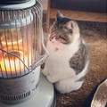 冬天一到就定位《貓的取暖位置》你家的喵星人又喜歡窩在哪呢？