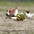 奔跑吧！飛行犬 席捲 日本寵物界