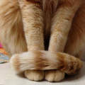 《貓的手卷》超可愛的貓尾圍巾也可以借人家一下嗎♥