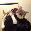 超囂張《貓咪髮箍》簡直就像貓咪趴在頭上一樣啊♥