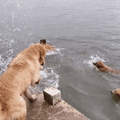 《游泳的黃金獵犬》各位觀眾～12隻黃金一起游～