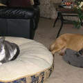 《貓與狗的地位》狗狗大床讓給貓 自己睡小床（無奈臉）