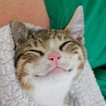療癒滿點 萌萌《笑臉貓》足夠治癒一整天的慵懶～