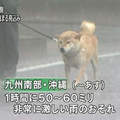 《惡劣天氣的散步柴犬》再糟糕的天氣也阻止不了柴柴們散步去～♪