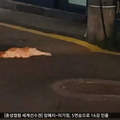 韓國小學生搶救《在路邊暈倒的貓》竟然..被邀請貓貓樂園一日遊