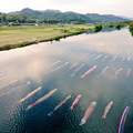 《水中鯉魚旗》日本兒童節高掛鯉魚旗習俗原來還有超美水中版本❤