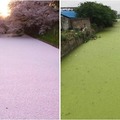 日本「櫻花河」成熱門景點，中國網民貼出「抹茶河」照片自嘲